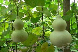 宝宝吃葫芦瓜视频,宝宝视频中的营养美味探索