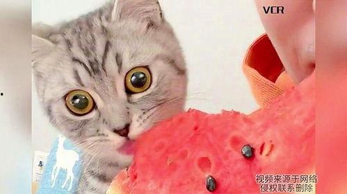 猫咪也吃瓜吗,揭秘猫咪的“八卦”生活