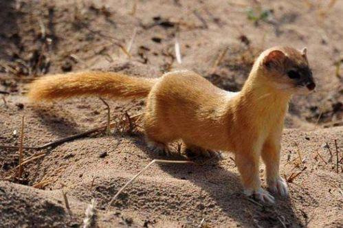 黄鼠狼吃瓜,一场森林里的意外趣事