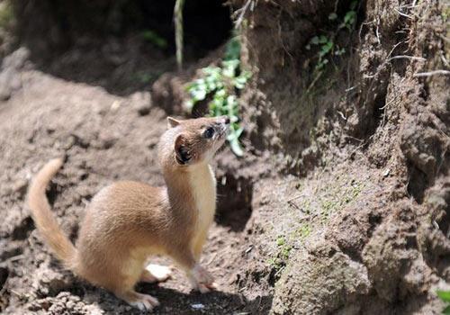黄鼠狼吃瓜,一场森林里的意外趣事
