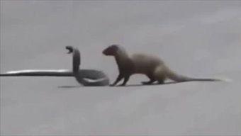 黄鼠狼吃瓜,一场森林里的意外趣事