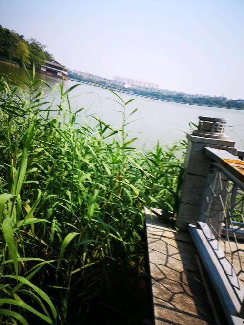 东湖公园吃瓜事件,一场引发热议的公共行为探讨