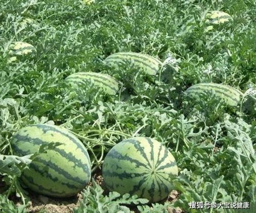 镇远丑瓜怎么吃,独特风味的多重食用攻略