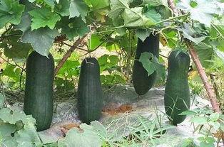 衢州 吃瓜,瓜果飘香，品味生活之美