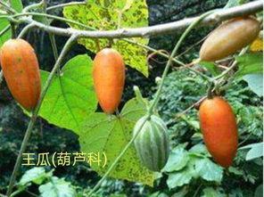 吃茄瓜喉咙痒,揭秘饮食健康小贴士