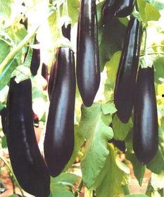 吃茄瓜喉咙痒,揭秘饮食健康小贴士