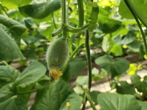 吃瓜不拔皮,揭秘娱乐圈的“瓜皮”文化