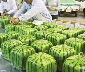 宁夏师范j哥吃瓜,揭秘j哥吃瓜背后的故事