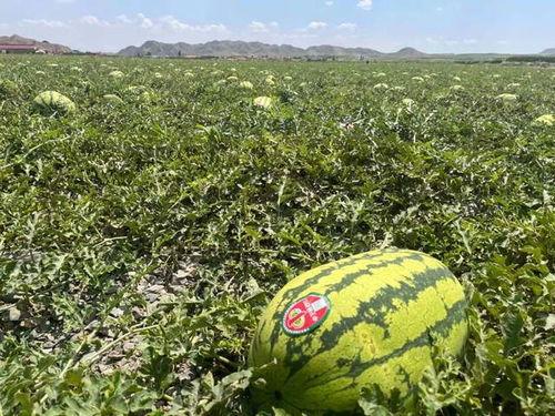 宁夏师范j哥吃瓜,揭秘j哥吃瓜背后的故事