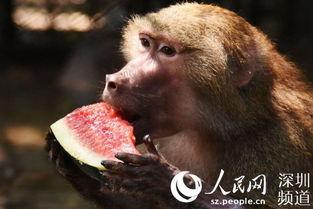 学动物吃瓜,揭秘各种动物独特的“瓜果情缘”