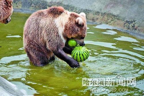 学动物吃瓜,揭秘各种动物独特的“瓜果情缘”