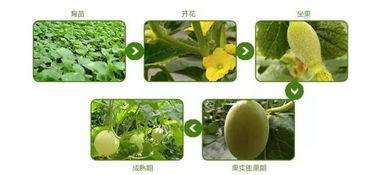 集体吃瓜无公害,共享无公害的快乐时光