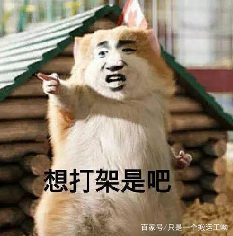 带你吃瓜带宠物蹦迪,探索潮流生活方式新风尚