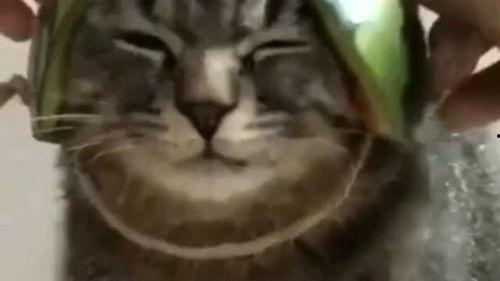 带你吃瓜带宠物蹦迪,探索潮流生活方式新风尚