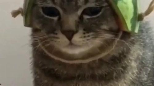 带你吃瓜带宠物蹦迪,探索潮流生活方式新风尚