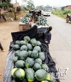 无锡吃瓜公园事件,揭秘公园内惊现“吃瓜”奇观