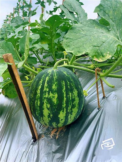 海瓜可以吃吗,可食用之谜与营养价值