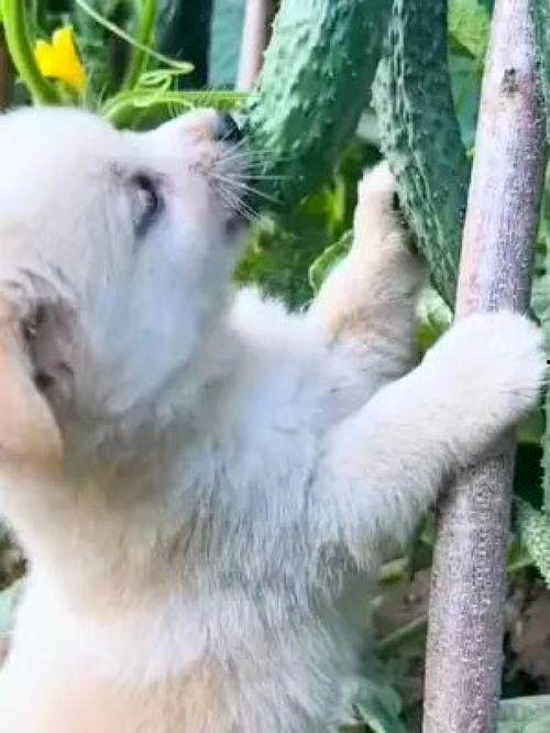 吃瓜狗搞笑视频,带你领略欢乐瞬间