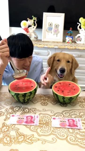 吃瓜狗搞笑视频,带你领略欢乐瞬间