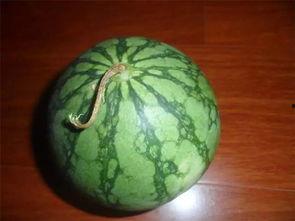 梦见挑西瓜吃瓜