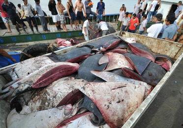 中国渔民福建吃瓜