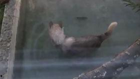 吃瓜狼避雷,揭秘网络谣言背后的真相