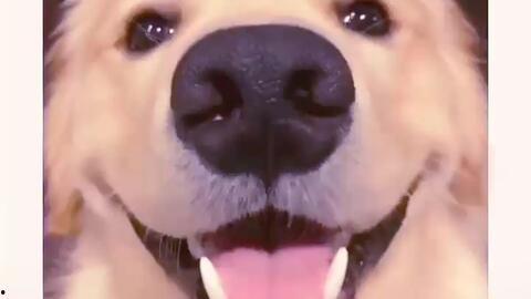 抖音吃瓜狗子与我,揭秘网络热梗背后的趣味与思考