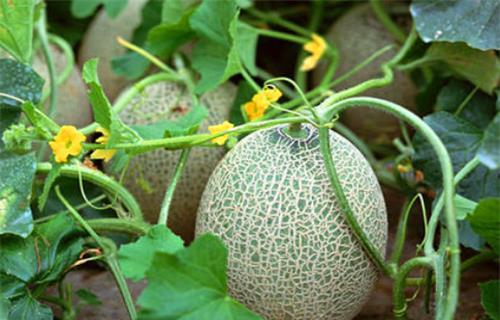 沈明珠吃瓜系统,揭秘娱乐圈幕后风云