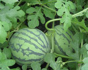 孕妇可以吃的鸡瓜,孕妇适宜食用的鸡瓜美味食谱