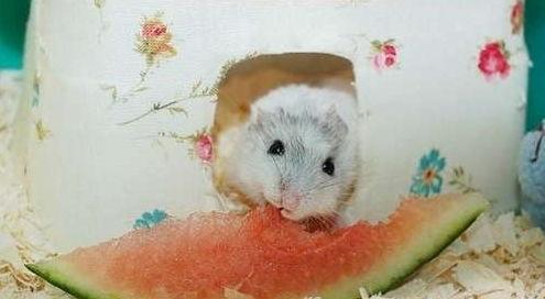仓鼠可以吃冰淇淋瓜嘛,揭秘宠物饮食之谜