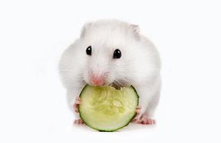 仓鼠可以吃冰淇淋瓜嘛,揭秘宠物饮食之谜
