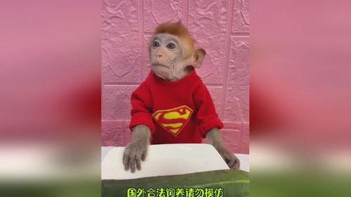 带你吃瓜神奇动物,带你探索神奇动物世界的奇妙之旅