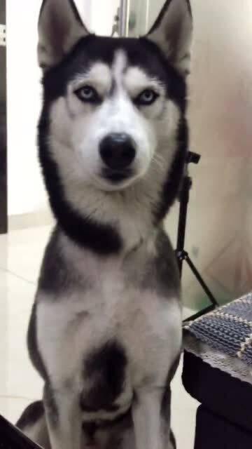 带你吃瓜神奇动物,带你探索神奇动物世界的奇妙之旅