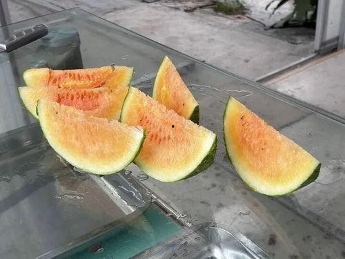 农村国宝吃瓜图片,趣味横生的田园生活瞬间