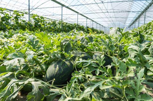 农村国宝吃瓜图片,趣味横生的田园生活瞬间