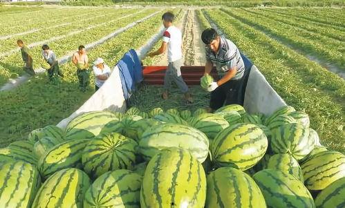农村国宝吃瓜图片,趣味横生的田园生活瞬间