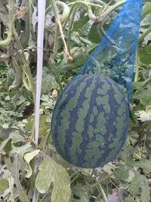 盛夏里吃瓜,盛夏吃瓜指南