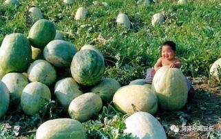 山东郓城商城吃瓜,夏日炎炎，吃瓜群众欢乐多