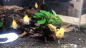 吃金鲳鱼可以吃胡子瓜吗,胡子瓜同食新体验