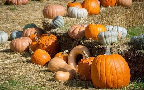 临邑吃瓜卖楼,卖楼生意兴隆