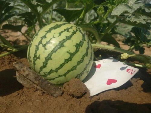 网络过度的吃瓜,揭秘虚拟世界的狂欢与反思