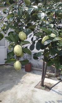 树树吃瓜,揭秘植物界的“美食”奇观