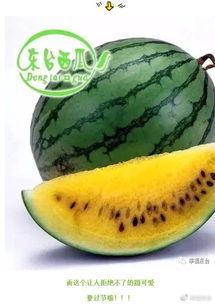 公举请吃瓜,揭秘娱乐圈的甜蜜诱惑与幕后故事