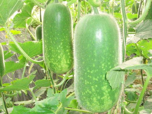 临界十缨吃瓜,揭秘吃瓜群众的狂欢与反思