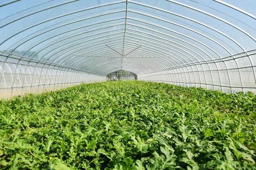 吃瓜大队吃瓜群众上线,揭秘吃瓜群众上线背后的故事