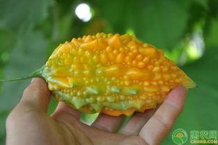 吃瓜小金金,揭秘娱乐圈那些不为人知的幕后故事