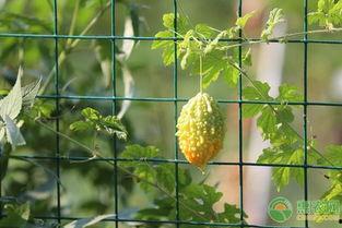 吃瓜小金金,揭秘娱乐圈那些不为人知的幕后故事