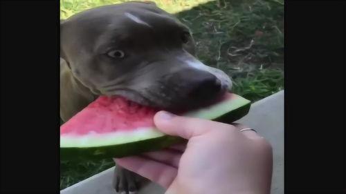 小狗吃瓜的样子,小狗陶醉吃瓜瞬间