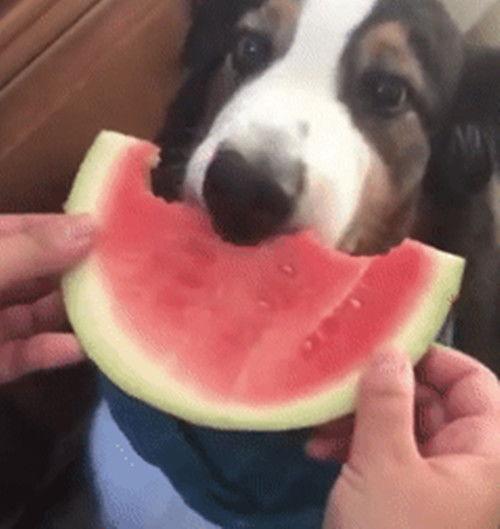 小狗吃瓜的样子,小狗陶醉吃瓜瞬间
