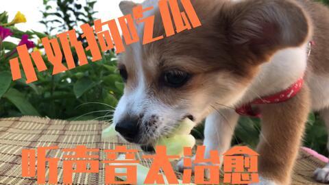 狗可以吃小圆瓜吗怎么吃,小圆瓜的食用指南